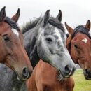 voyage à cheval